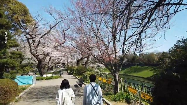 28-02-2026 Stray Kids "Youtiful". Цветение сакуры Япония.