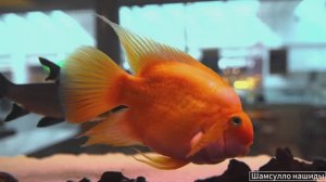 #Коран#АльБакъара#СамыеКрасивыеМеста#Relaxation##Islam#Quran#AlBaqarah'#Minshawiy #4кВидео#25часть#