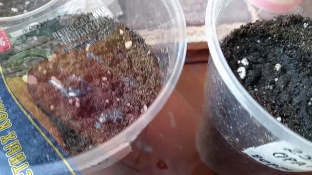 КАК Я СЕЮ ПЕРЕЦ СЛАДКИЙ. смотреть онлайн