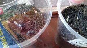 КАК Я СЕЮ ПЕРЕЦ СЛАДКИЙ.