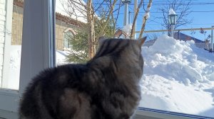 Милочка смотрит на птичек, птички на нее!!