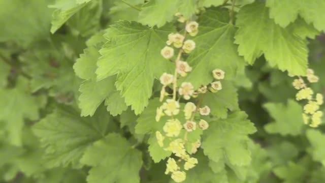 Смородина черная Добрыня, Селеченская-2 и лучшие сорта красной смородины