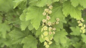 Смородина черная Добрыня, Селеченская-2 и лучшие сорта красной смородины