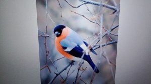 современные динозавры