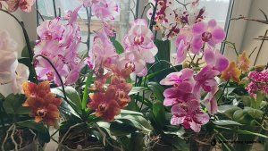 Мои орхидейки