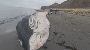 НАШЛИ КИТА НА БЕРЕГУ ОХОТСКОГО МОРЯ! САХАЛИН