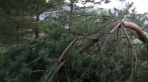 Странные деревья  Ведьмино место