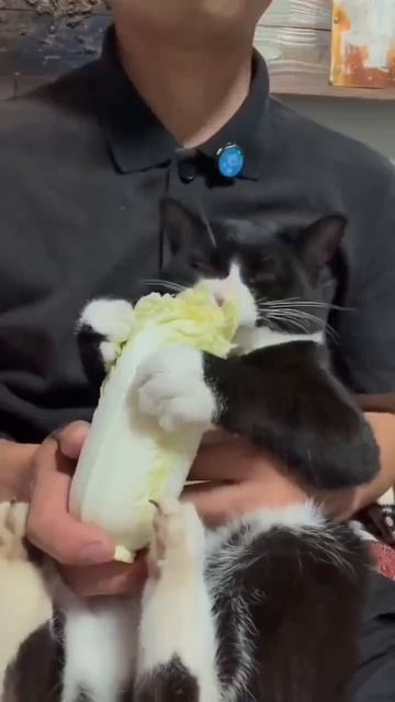 Наступил Пост! Мясо ни-ни, рыбу ни-ни. Не положено!