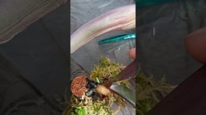 Восстановление орхидеи из одного листа