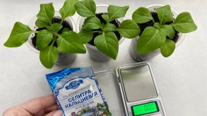 Вторая подкормка петунии Тайдал.