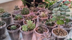 Продажа Суккулентов. 28 февраля. 🌵🌵🌵#суккуленты
