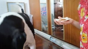 Прекрасная собака ест собачье лакомство.