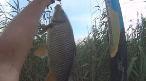 РЫБАЛКА на КАРПА (летом)