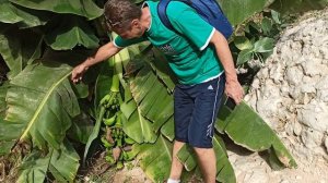 Нашли бананы!