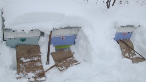 Пчелы под снегом