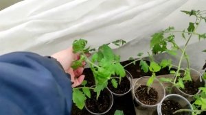 14-Дача..погода разная.. дождь.. и даже гром 10.05.22.