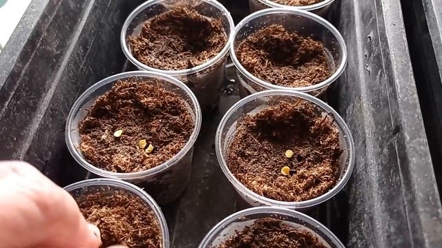 Когда сеять перец