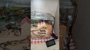 Муравьи-жнецы. Их социально-правовая структура общества.