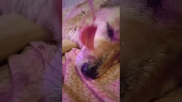 Пока не "отлупили по морде колбасой" она никак не хотела просыпаться