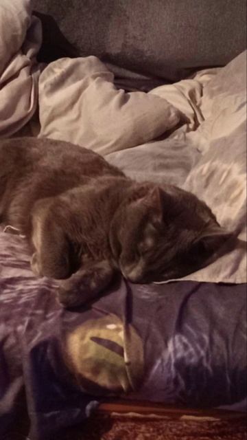 Кот Атос считает, что в выходные надо хорошенько выспаться. #shorts #котатос #животные #выходные