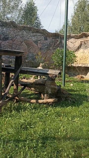 Зоопарк "Лимпопо" Нижний Новгород