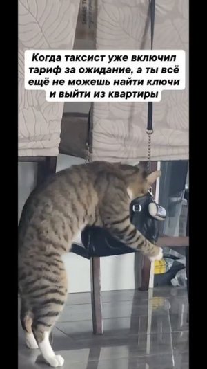 Видео от МЯУтаверс – как метавселенная, но с котами