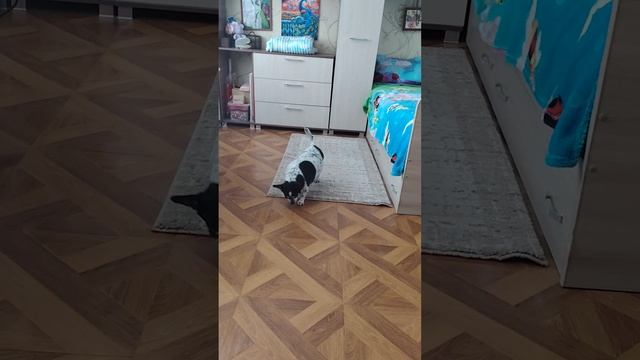 Даша смотреть онлайн