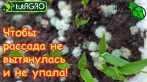 Семена взошли: 5 обязательных шагов что дальше. Поэтапный план ухода, чтобы рассада не погибла.