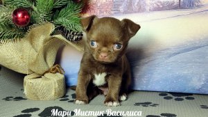 #ОСТОРОЖНО_милота_ЗАШКАЛИВАЕТ ! Вася и Варя #СКИДКИ до 08.03.26 #купить_щенка_чихуахуа_продам