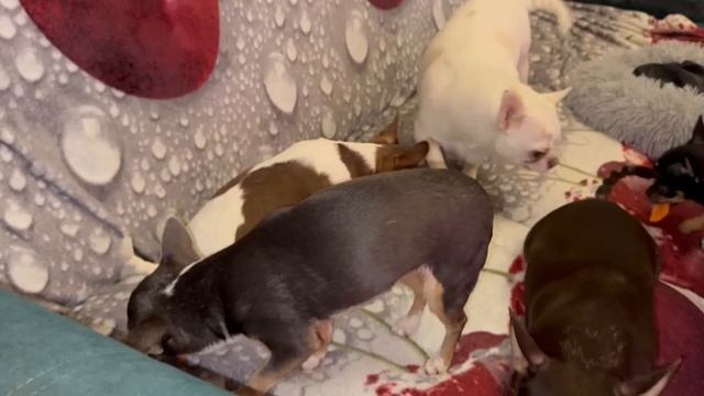 Все похрустели витаминчиками. смотреть онлайн