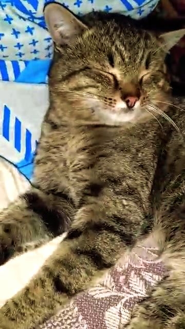 Вот у кого жизнь, праздник!😻 С Первым днём Весны, друзья!❤️ 01-03-2026