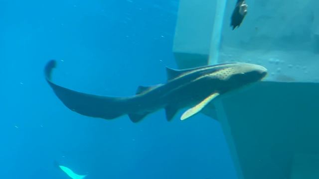 SeaWorld -место, куда хочется возвращаться! Самый большой в мире аквариум.