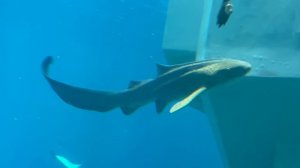 SeaWorld -место, куда хочется возвращаться! Самый большой в мире аквариум.