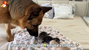 Котята и щенята 🐈🐶 Кошки и собаки 🤗 Милое видео про животных (103)