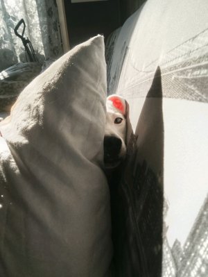 как вы думаете где мой рич