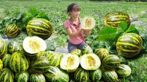 Сбор урожая дыни, отправка ее на рынок продавать. Прополка и подготовка к сбору урожая риса. Фуонг