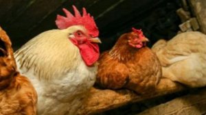 Родной курятник