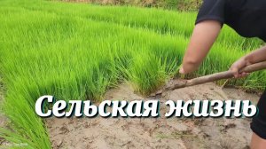 Сельские жители выращивают рис и ловят огромную рыбу.