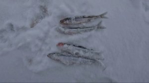 Корюшка.СПб.2026.Смолячково