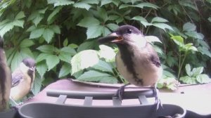 Птицы на ЛЕТНЕЙ кормушке 16.06.2024