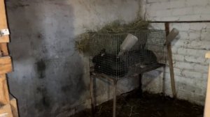 Саня Новиков/Подготовил клетку. Я перепутал 😅