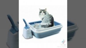 что вижу я и кот