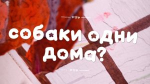 снимать такие видосики 🤔от лица собак?)