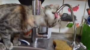 наша кошка пьют фильтровонную воду из поткаранна.