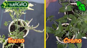 ОДНОЙ КАПЛЕЙ спас всю рассаду! Скорая помощь рассаде: даже хилая становится КРАСАВИЦА!