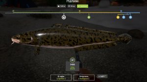 рыбалка на реке Белая, выполняю задания в кафе, хариус, форель!