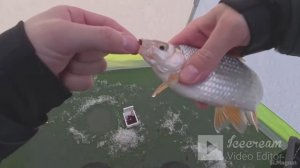 порыбачил на кивок и поплавок.отлично отдохнул от семейных хлопот