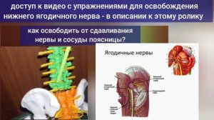 Ягодичные мышцы хранят здоровье тазобедренных суставов и половых органов. Упражнения