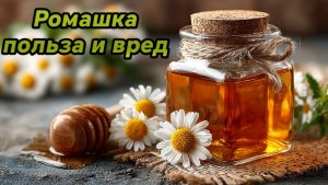 Вся правда о ромашке: польза, вред и скрытая опасность