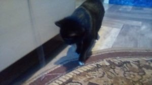 моя кошка Эльза играется с  цепочкой